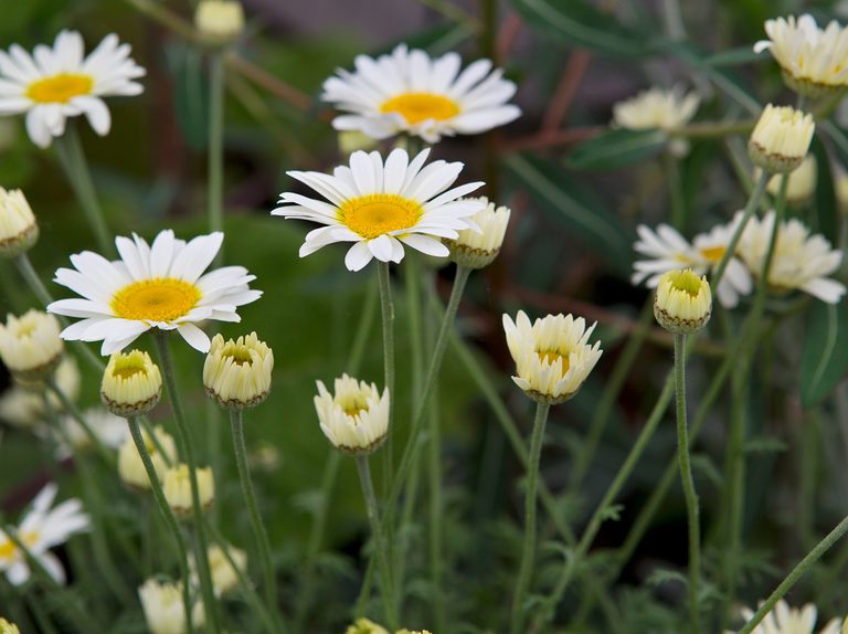 Plant Image